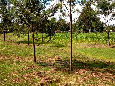 50x100 Plots Near Tarmac in Nyandarua County - Image 3