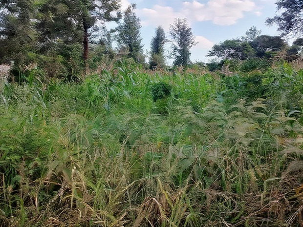 Quarter Acre Residential Plot Mugumo Estate, Kiambu
