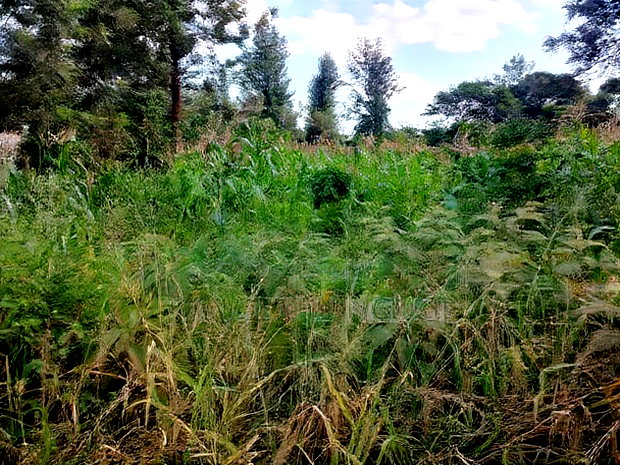 Quarter Acre Residential Plot Mugumo Estate, Kiambu