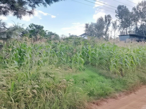 Quarter Acre Residential Plot Mugumo Estate, Kiambu