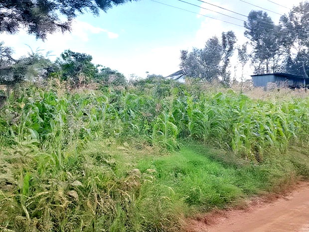 Quarter Acre Residential Plot Mugumo Estate, Kiambu