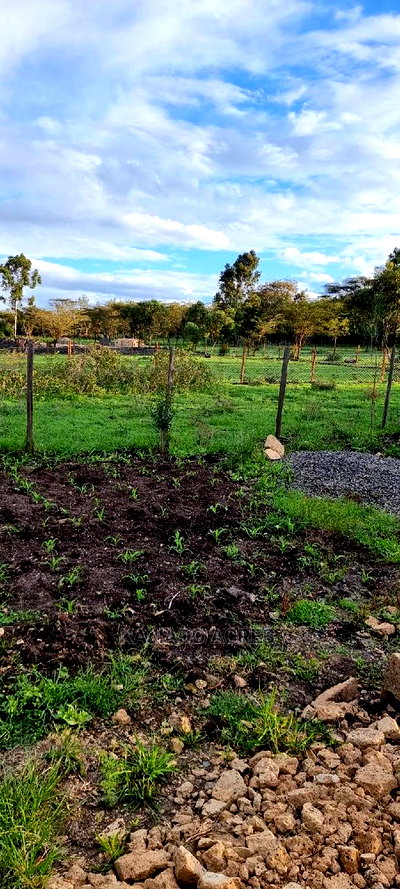 1/8 of an Acres Olesoso at 1.6m - Image 3