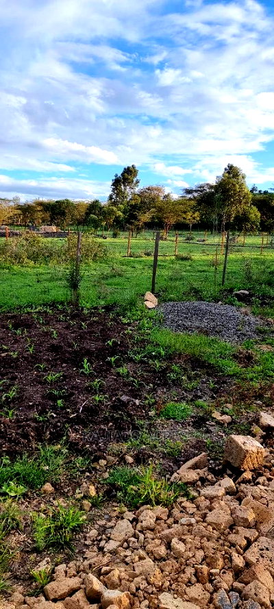 1/8 of an Acres Olesoso at 1.6m - Image 2