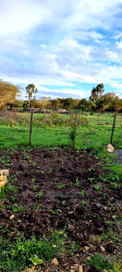 1/8 of an Acres Olesoso at 1.6m - Image 6