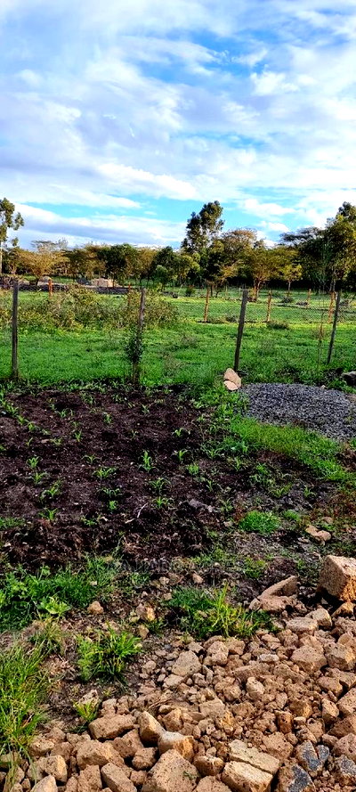 1/8 of an Acres Olesoso at 1.6m - Image 7