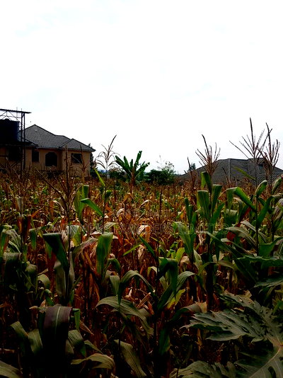 100 by 60 for Sale at Kiamumbi - Image 7