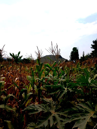 100 by 60 for Sale at Kiamumbi - Image 8