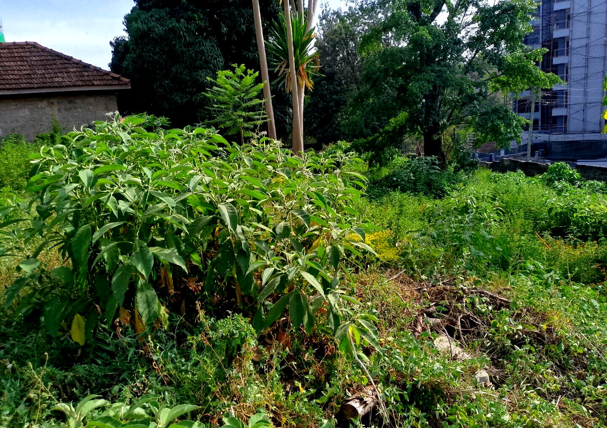 KSh 450M Garden Plot in Kileleshwa