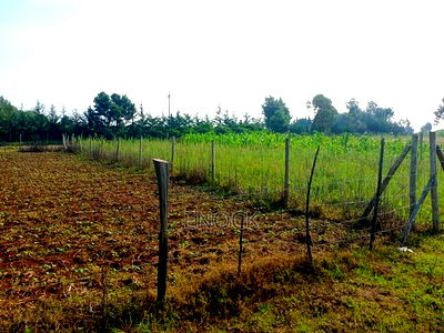 Prime 1/8acre Touching Tarmac in Ilula Muyengwet - Image 2