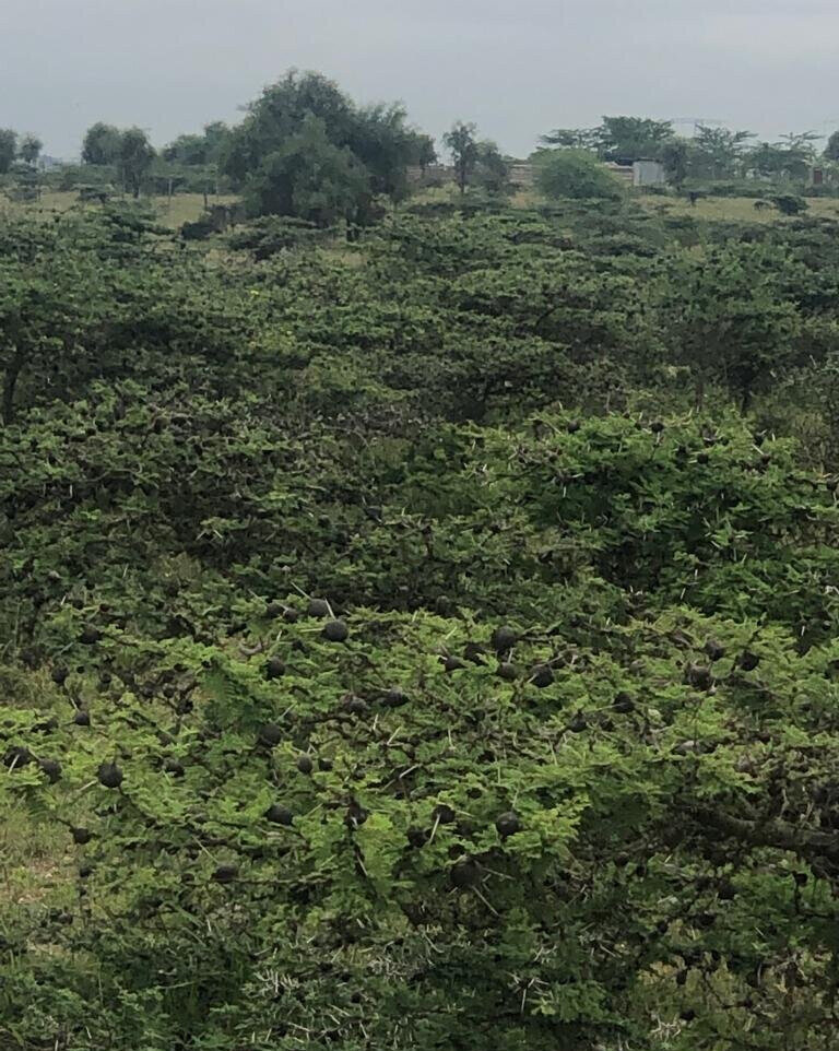 Quarter Acre Garden Plot in Kitengela