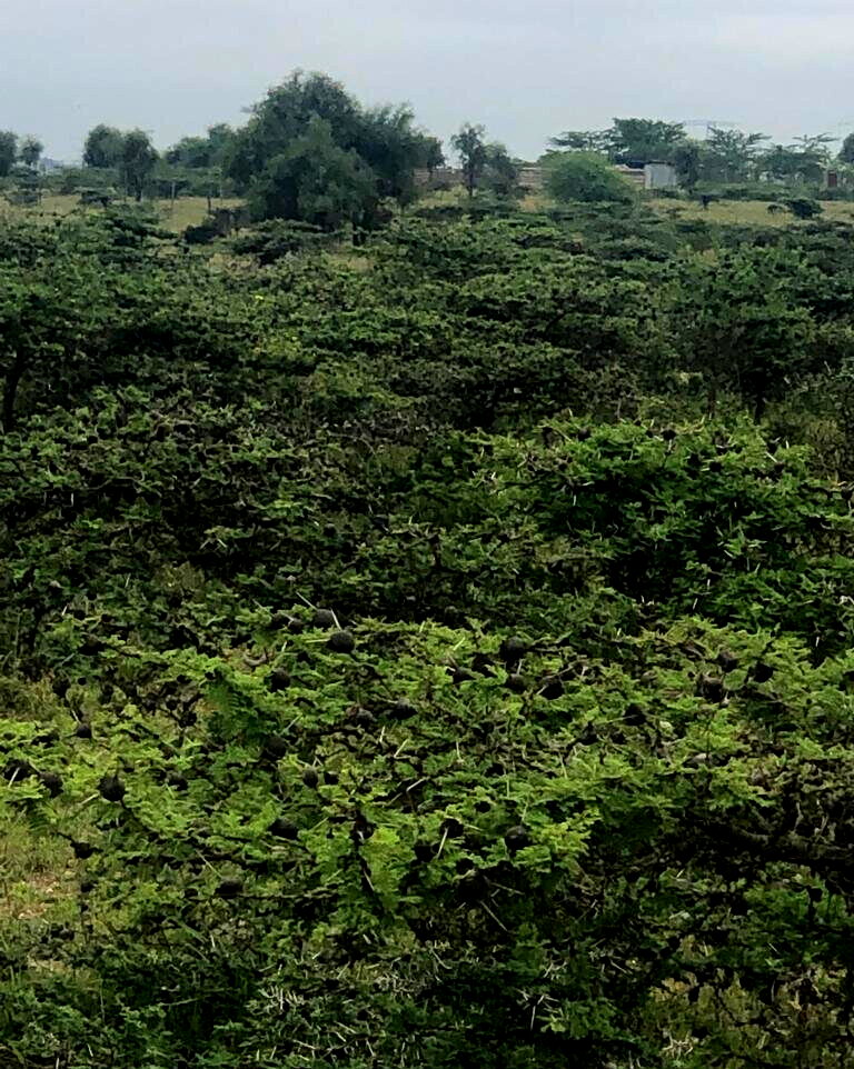 Quarter Acre Garden Plot in Kitengela