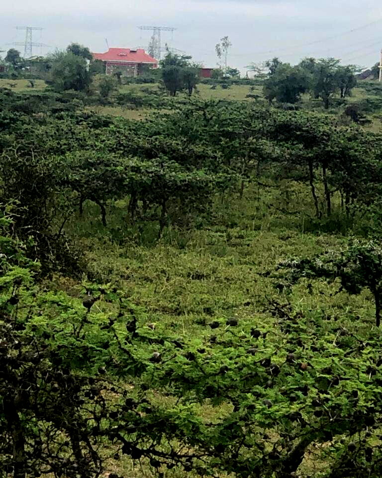 Quarter Acre Garden Plot in Kitengela