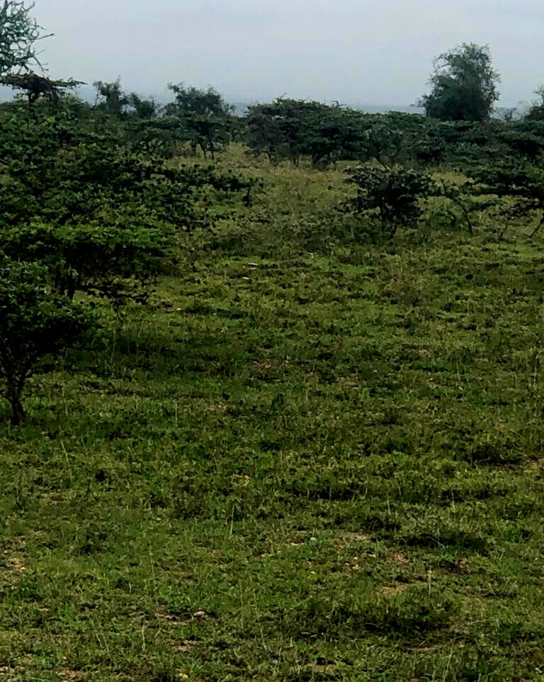 Quarter Acre Garden Plot in Kitengela
