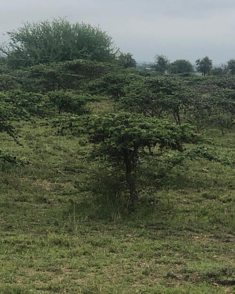 Quarter Acre Garden Plot in Kitengela