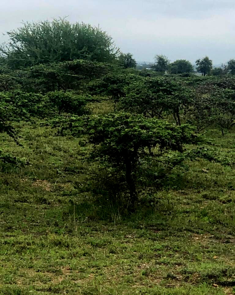 Quarter Acre Garden Plot in Kitengela