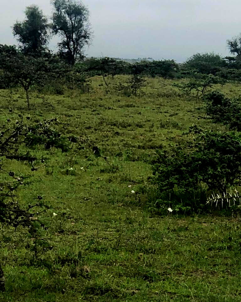 Quarter Acre Garden Plot in Kitengela