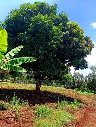 1/8th Acre for Sale at Muranga - Image 6