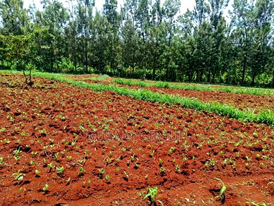 1/8th Acre for Sale at Muranga - Image 5