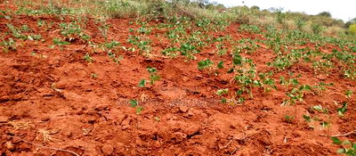 Embu County,Gatete 11 Acres Agricultural Farmland - Image 3