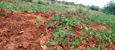 Embu County,Gatete 11 Acres Agricultural Farmland - Image 10