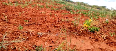 Embu County,Gatete 11 Acres Agricultural Farmland - Image 8