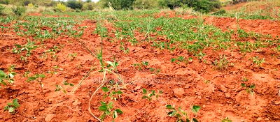 Embu County,Gatete 11 Acres Agricultural Farmland - Image 11