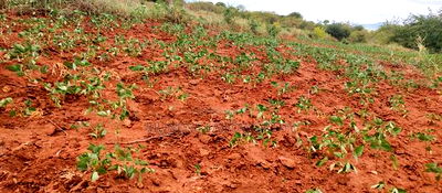 Embu County,Gatete 11 Acres Agricultural Farmland - Image 12