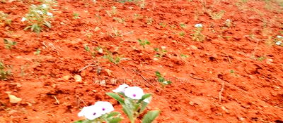 Embu County,Gatete 11 Acres Agricultural Farmland - Image 1