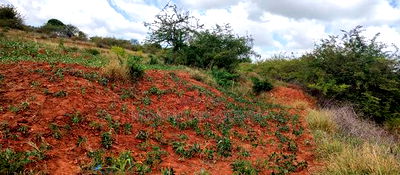 Embu County,Gatete 11 Acres Agricultural Farmland - Image 19
