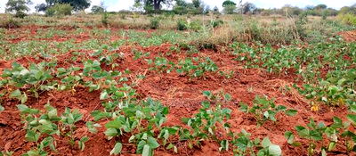 Embu County,Gatete 11 Acres Agricultural Farmland - Image 17