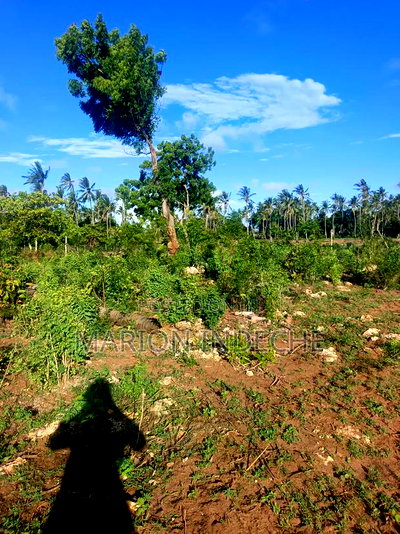 Own Prime 50*100 Plots for Sale in Kilifi - Image 9