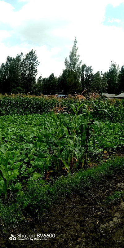 Half an Acre in Kiserian - Image 9