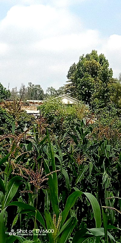 Half an Acre in Kiserian - Image 2