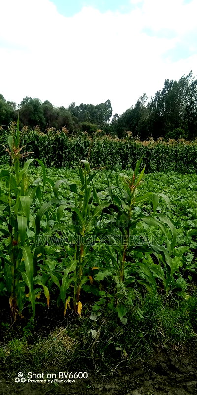 Half an Acre in Kiserian - Image 8