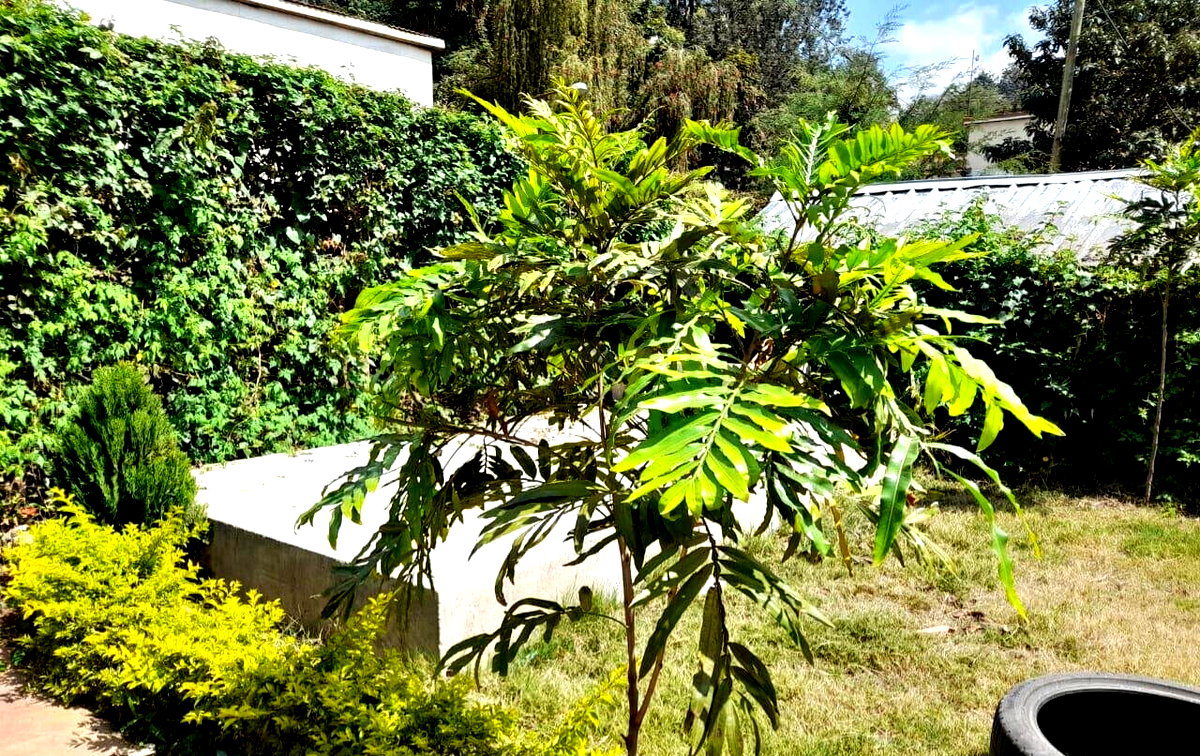 4BR Townhouse with DSQ & Front/Back Garden - Kilimani