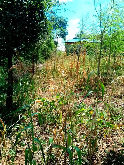 One Acre of Home for Sale at Nthingini Mwea Embu. - Image 3