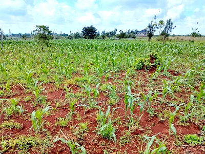 Two Plots Matropi Estate Kiambu - Image 3