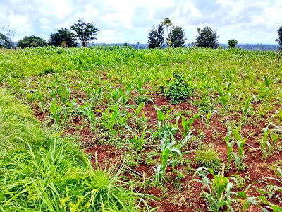 Two Plots Matropi Estate Kiambu - Image 6