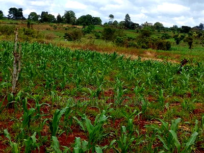 Two Plots Matropi Estate Kiambu - Image 4