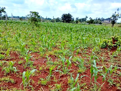 Two Plots Matropi Estate Kiambu - Image 2