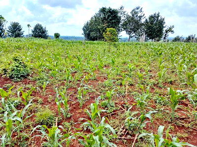 Two Plots Matropi Estate Kiambu - Image 5