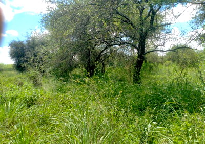 10-Acre Land at KSh 4.8M