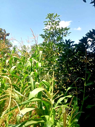 Land for Sale at Makuyu - Image 4