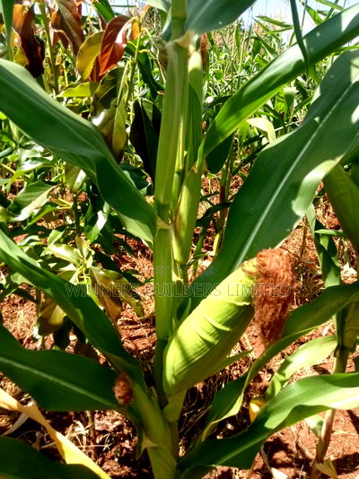 Land for Sale at Makuyu - Image 5