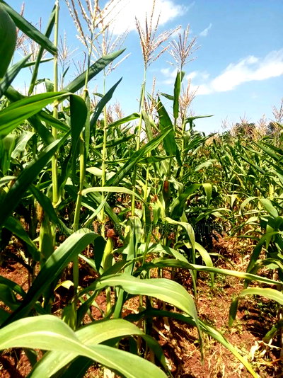 Land for Sale at Makuyu - Image 6