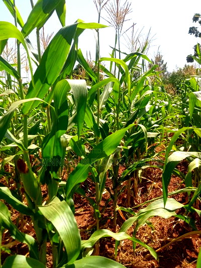 Land for Sale at Makuyu - Image 7