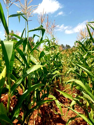 Land for Sale at Makuyu - Image 2