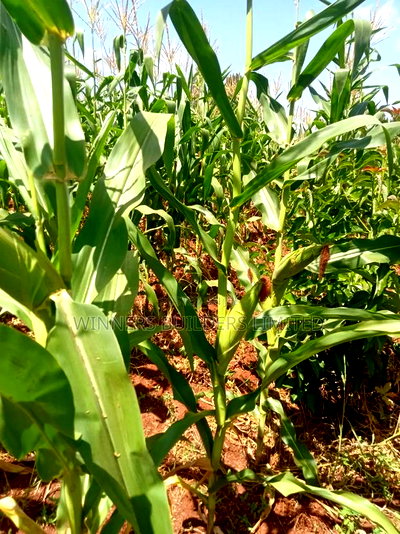 Land for Sale at Makuyu - Image 3