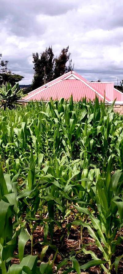 Plot for Sale in Kiserian 300mts From Tarmac - Image 5