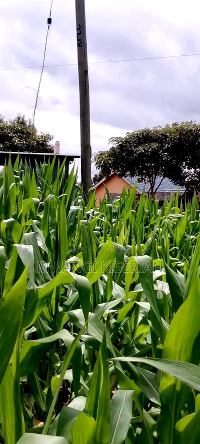 Plot for Sale in Kiserian 300mts From Tarmac - Image 6